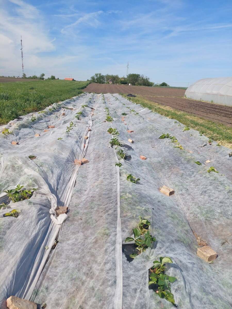 Fotografije sa imanja u Kikindi