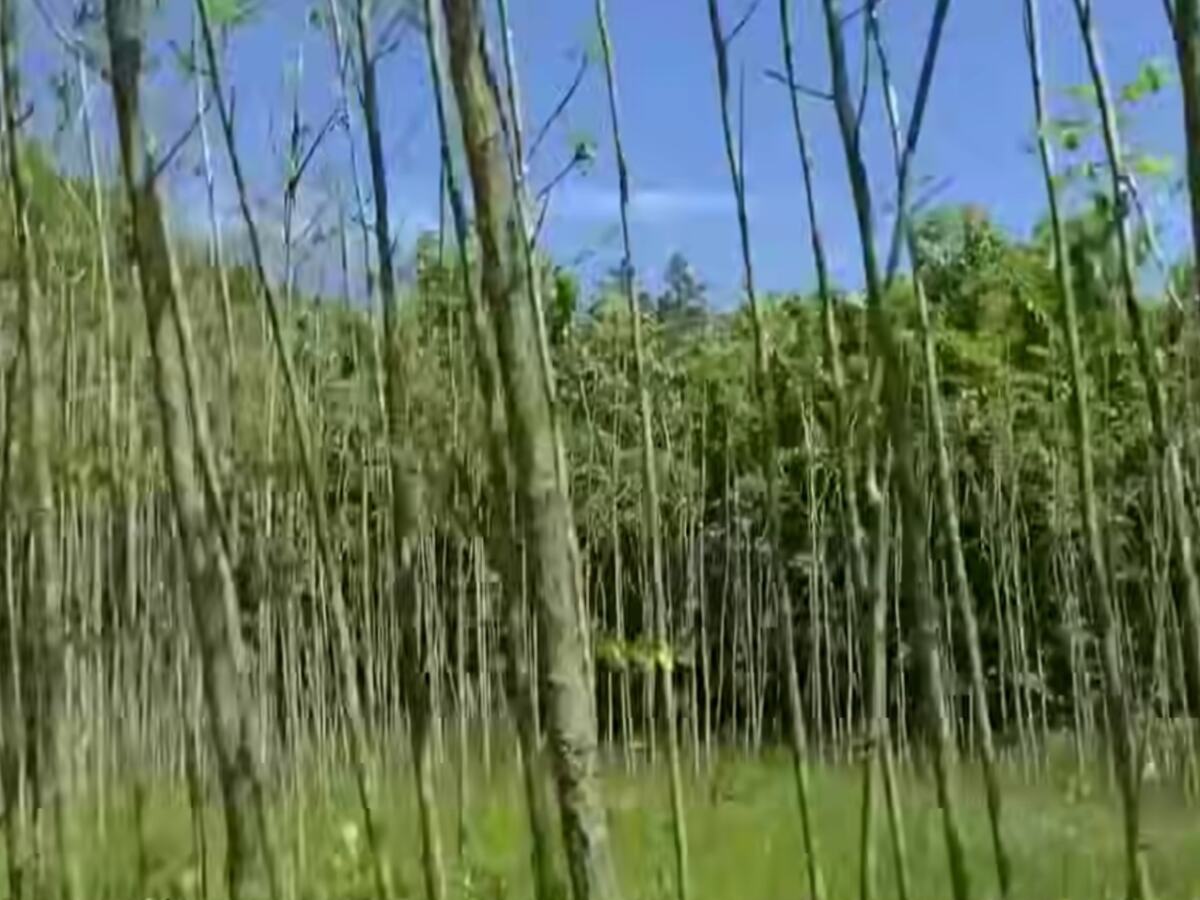 Rogačica - zasadio svoju šumu - šuma.jpg