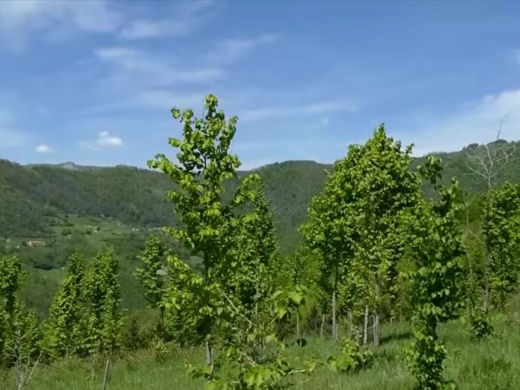 Rogačica - zasadio svoju šumu - Radisav Sekulić.jpg