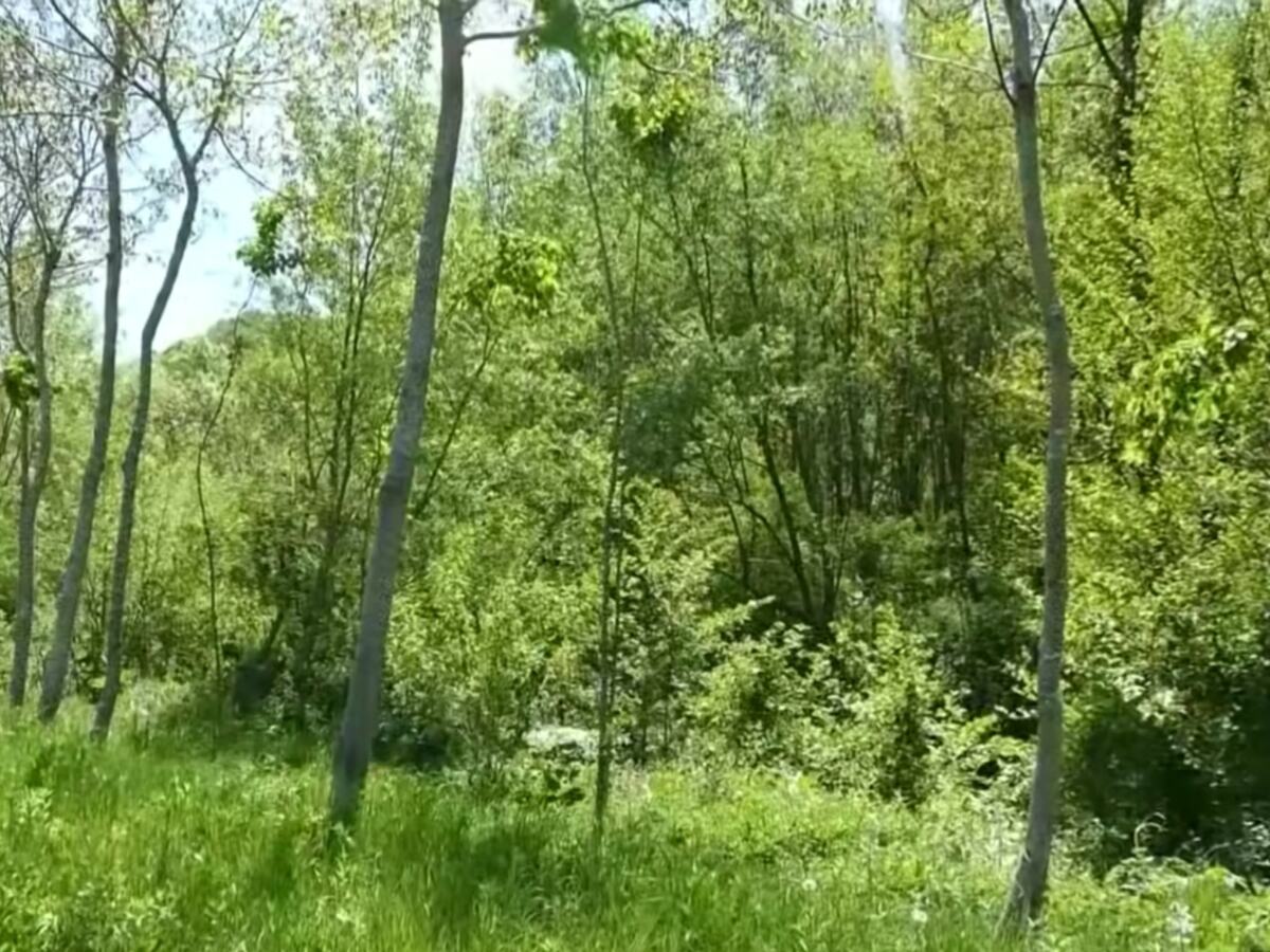 Rogačica - zasadio svoju šumu - mečija leska.jpg