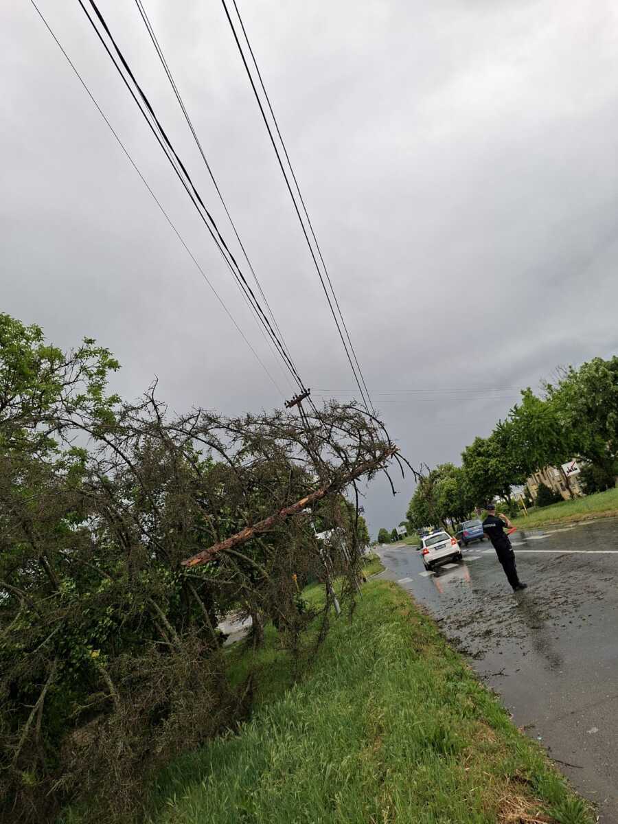 DRVO PALO I POKIDALO KABLOVE Nevreme Apatin.jpeg