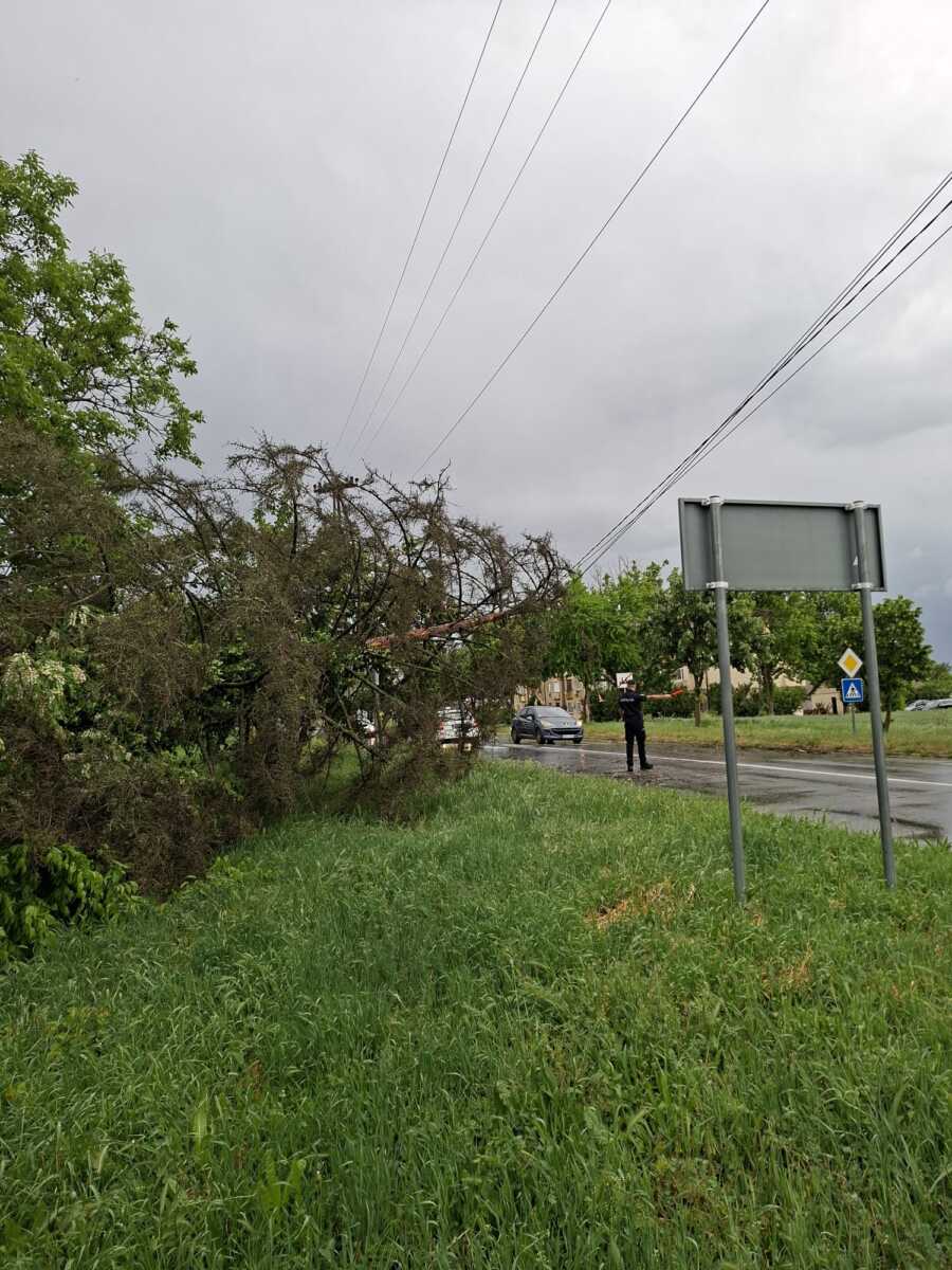 DRVO PALO I POKIDALO KABLOVE Nevreme Apatin (6).jpeg