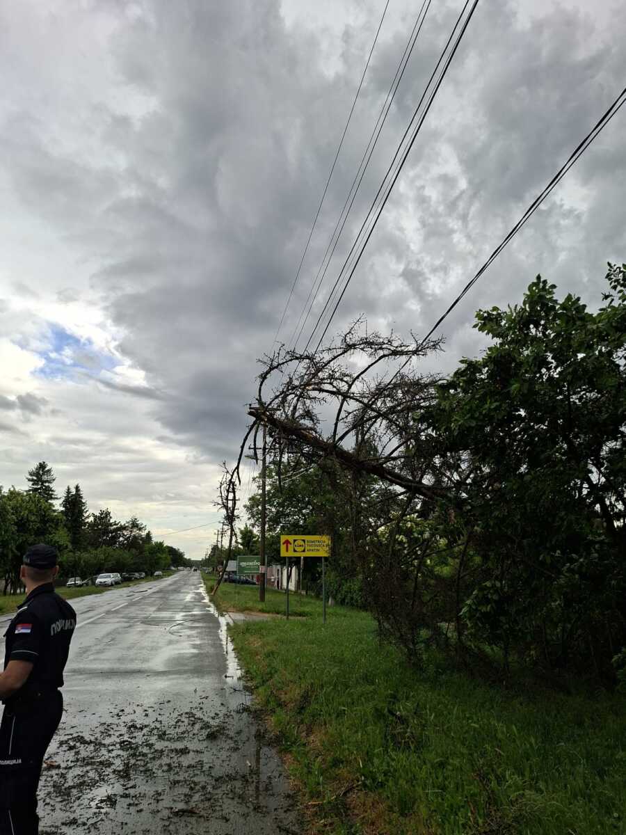 DRVO PALO I POKIDALO KABLOVE Nevreme Apatin (4).jpeg