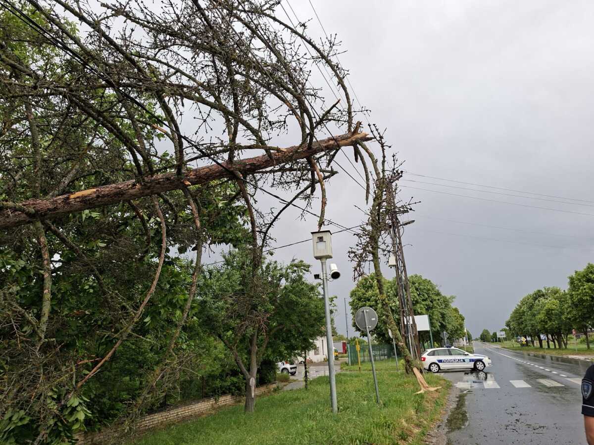 DRVO PALO I POKIDALO KABLOVE Nevreme Apatin (3).jpeg