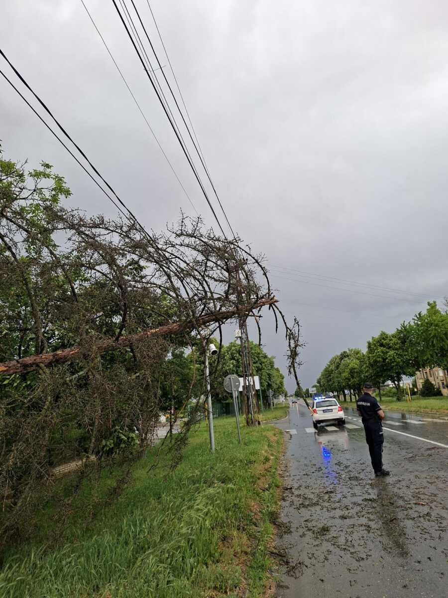 DRVO PALO I POKIDALO KABLOVE Nevreme Apatin (1).jpeg