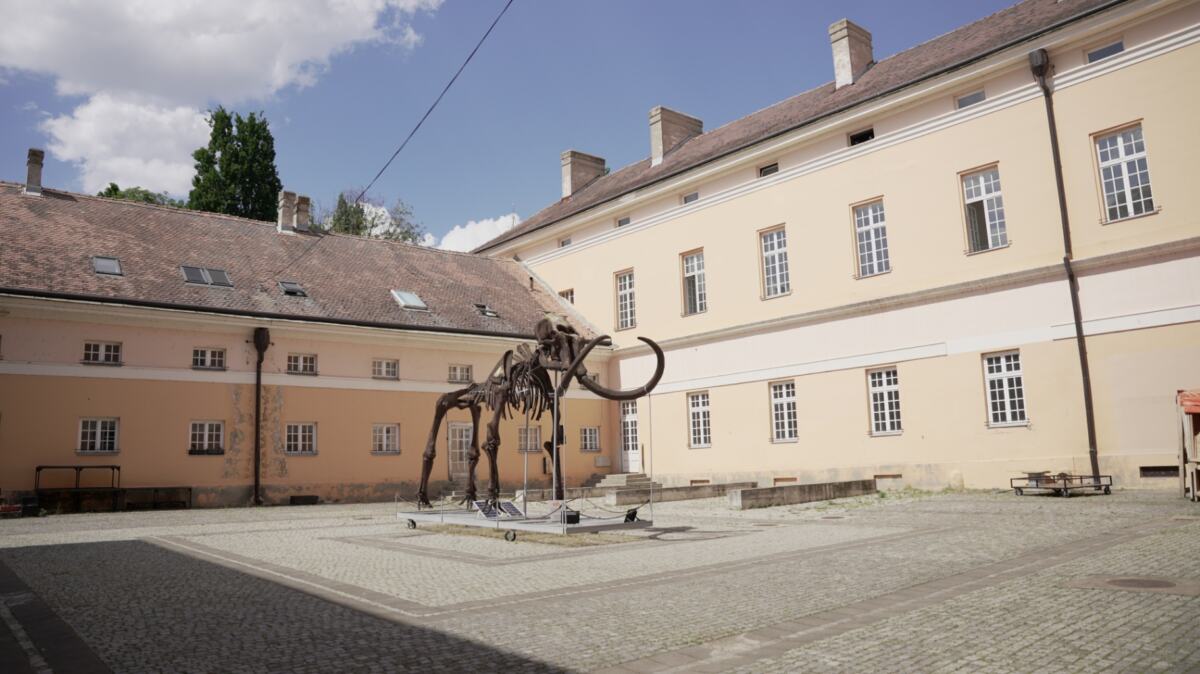kikinda-mamutica-kiki-fotorina_1.JPG