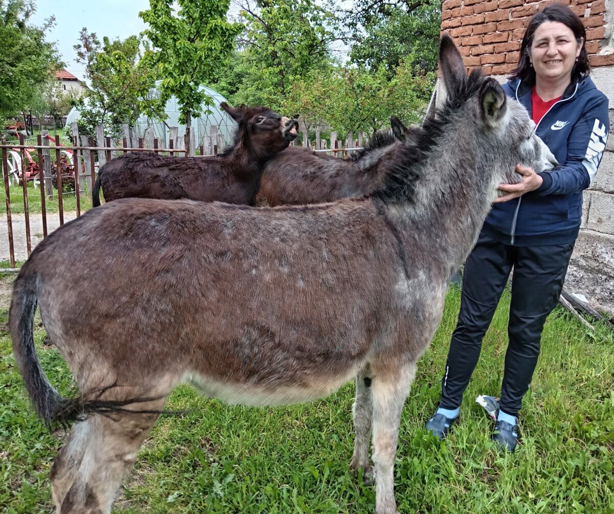 Farma u Kukljinu 7.jpg