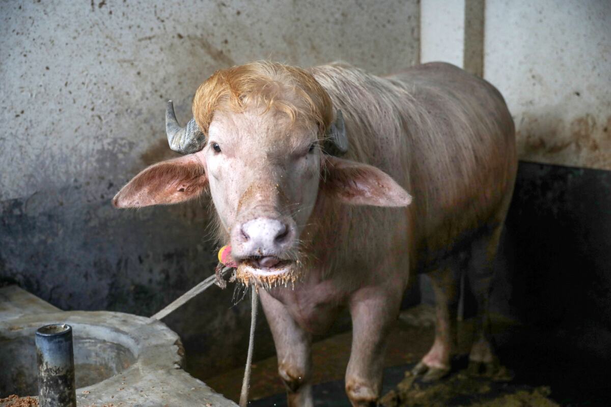 x01 EPA Monirul Alam.jpg