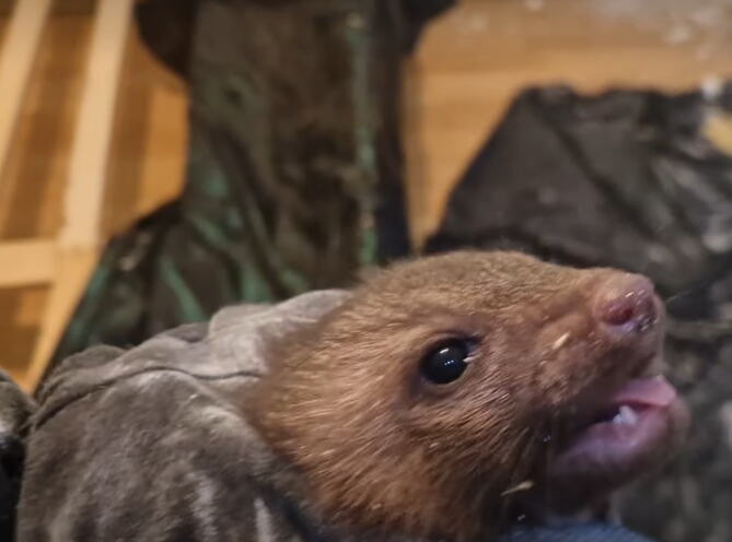 kune.jpg