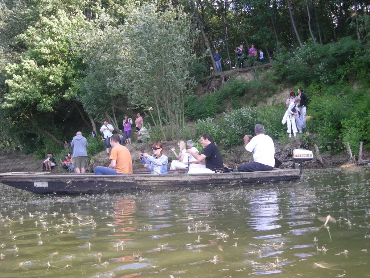 Kanjiža reka Tisa vodeni cvetovi (1).jpeg