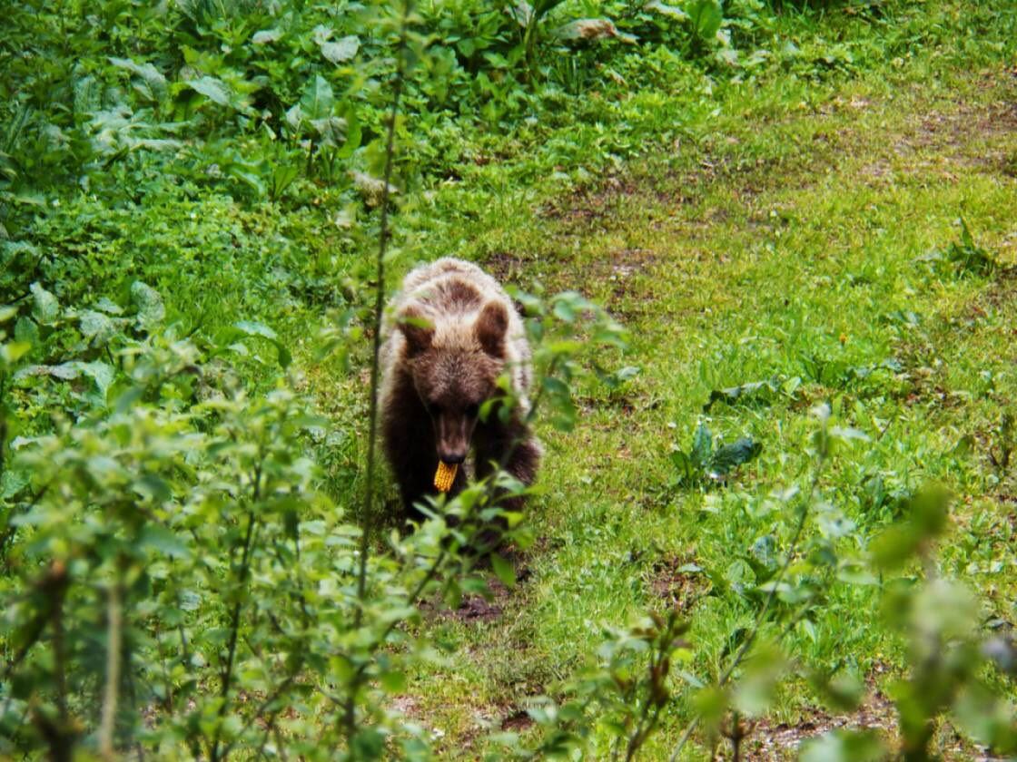 Foto NP Tara - posmatranje medveda (3).jpg