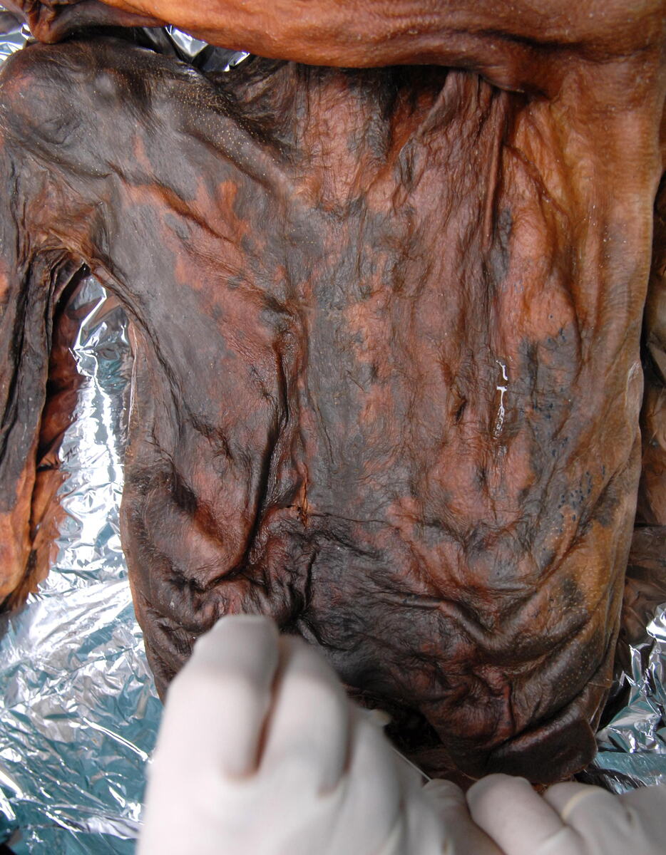 x01 EPA South Tyrol Museum Of Archaeol.jpg