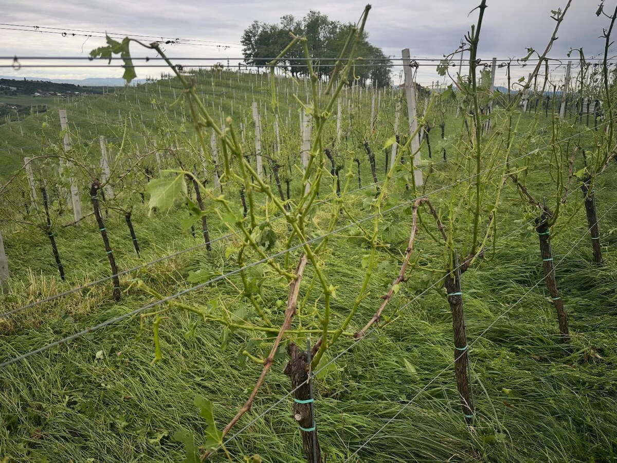 Vinarija Štampar, Hrvatska