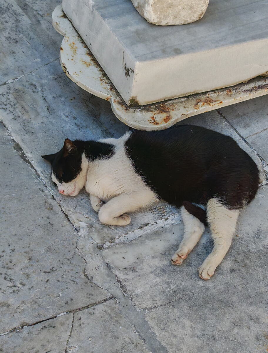 mačka u Novoj džamiji u Istanbulu