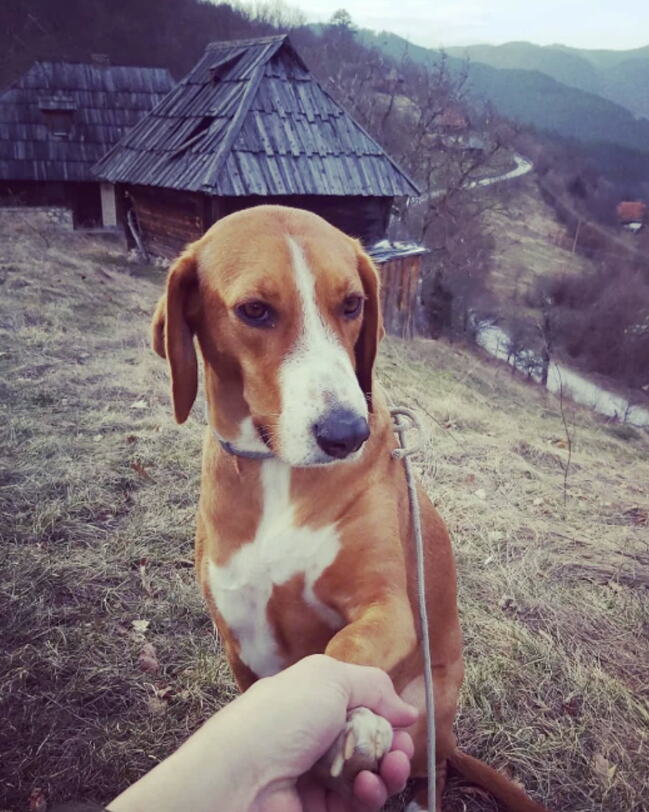 Vuk Kostić vikendica Mokra Gora (1).jpg