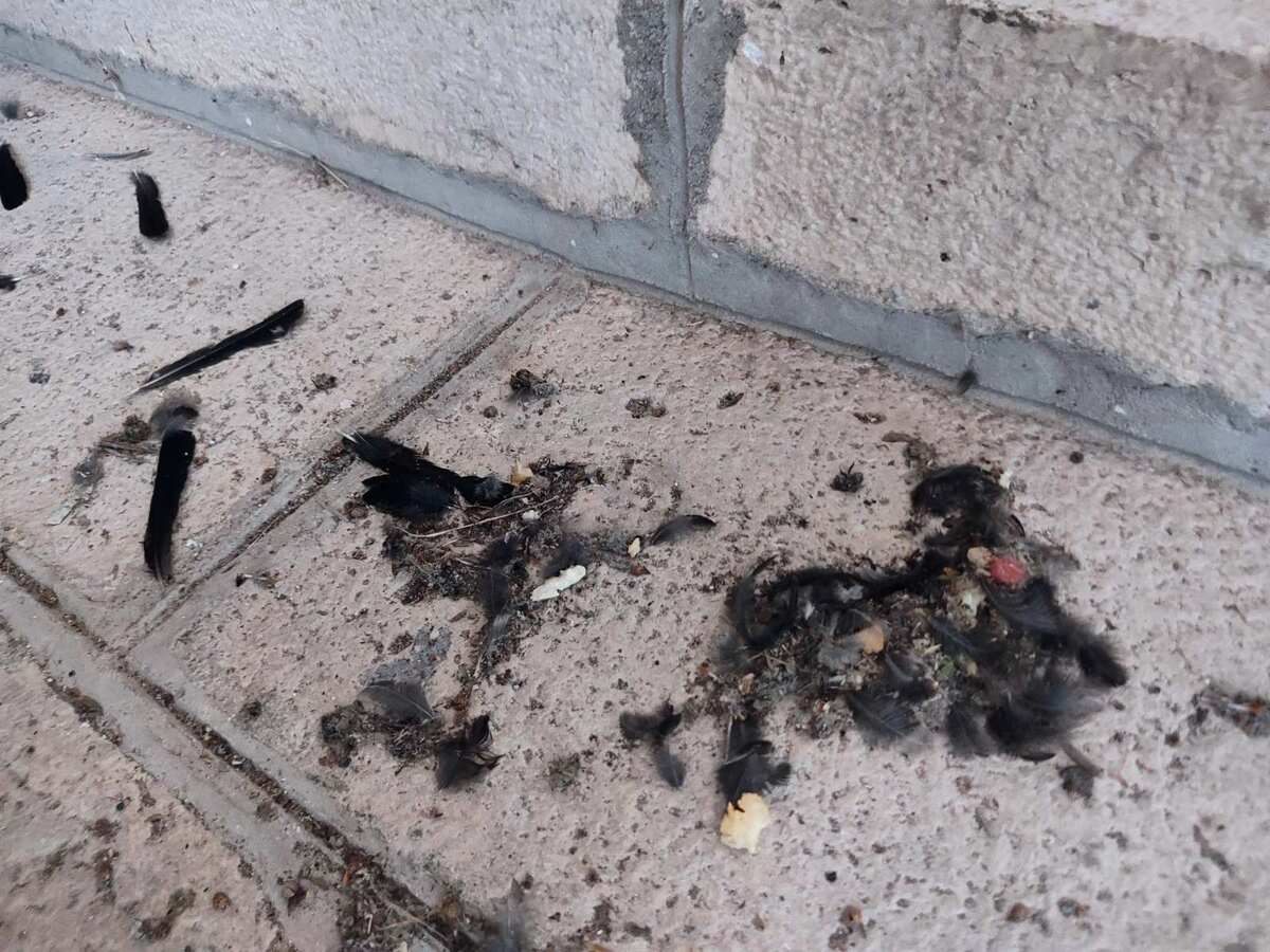 Crkva Bogorodice u Mateiču (2).jpg