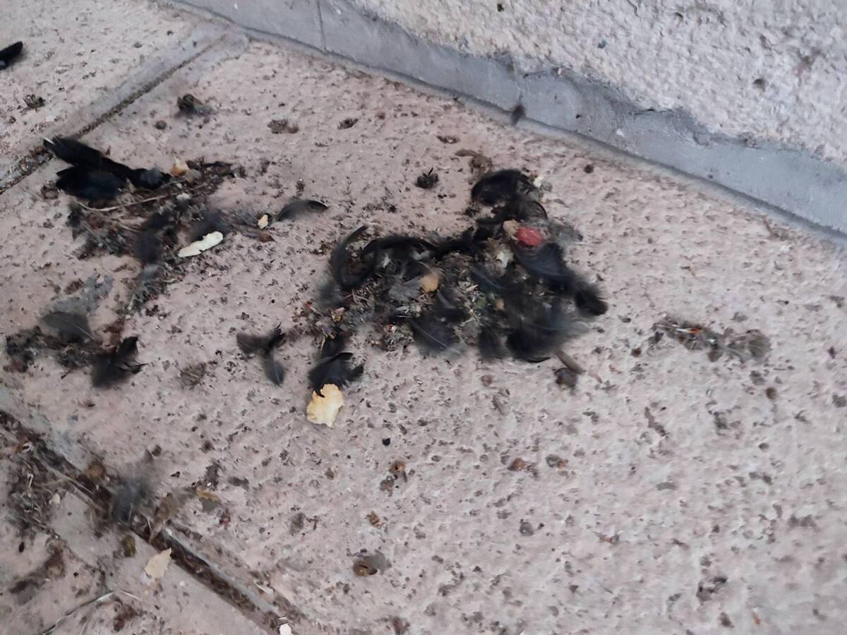 Crkva Bogorodice u Mateiču (5).jpg