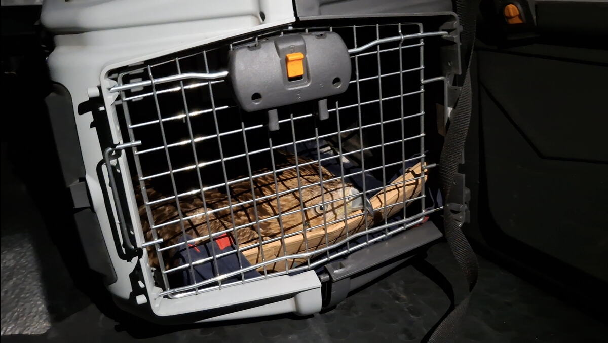 Feliks_u_transporteru_foto_Uros_Stojiljkovic_1.jpg