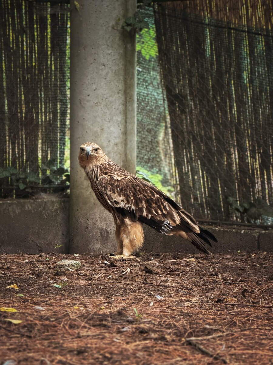 Feliks_prvo_jutro_u_Prihvatilistu_na_Palicu_foto_Zoo_Vrt_Palic_1.jpg