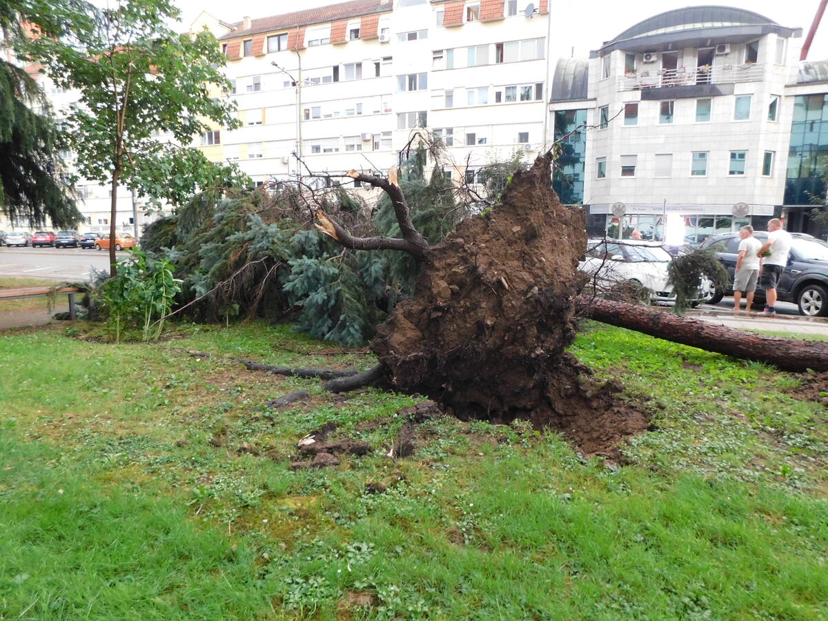 LOZNICA - Izvaljena stabla.JPG