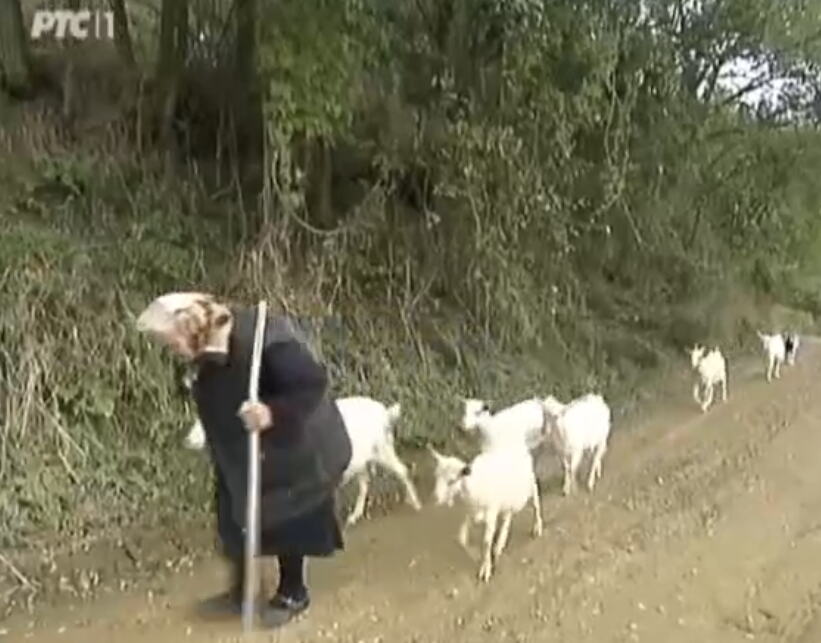 Radmila Krsmanović čuva koze u selu Gokčanica