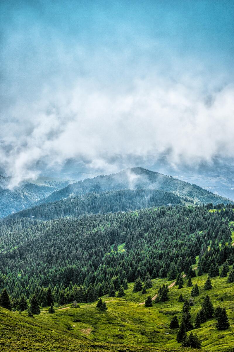 Kopaonik, šuma, leto, autor Andrej Nihil copy.jpg