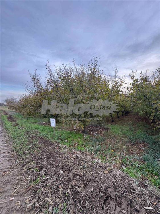prodajem-plac-s-slankamen-4ha-pod-vocem-uz-sa-5425647412916-71816402089.jpg