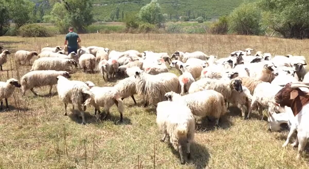 Hutovo blato Hercegovina ovce biznis (1).png