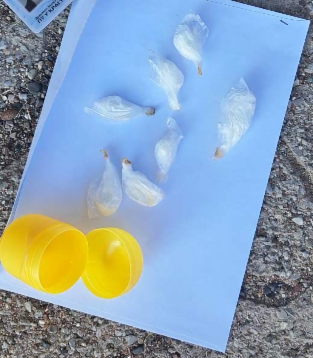 droga, Budva, hapšenje