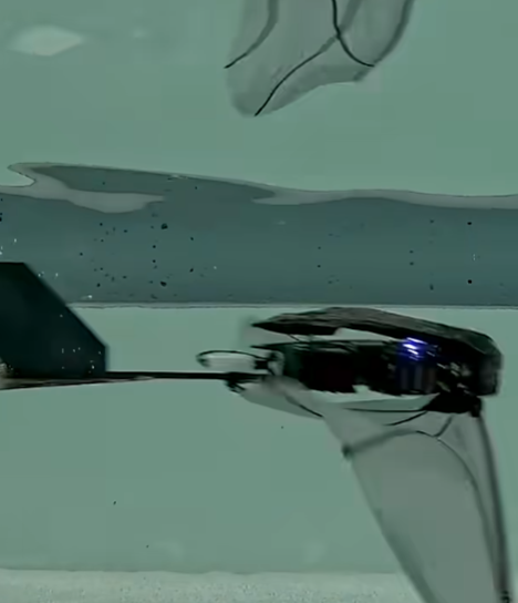 FAAV (2).png