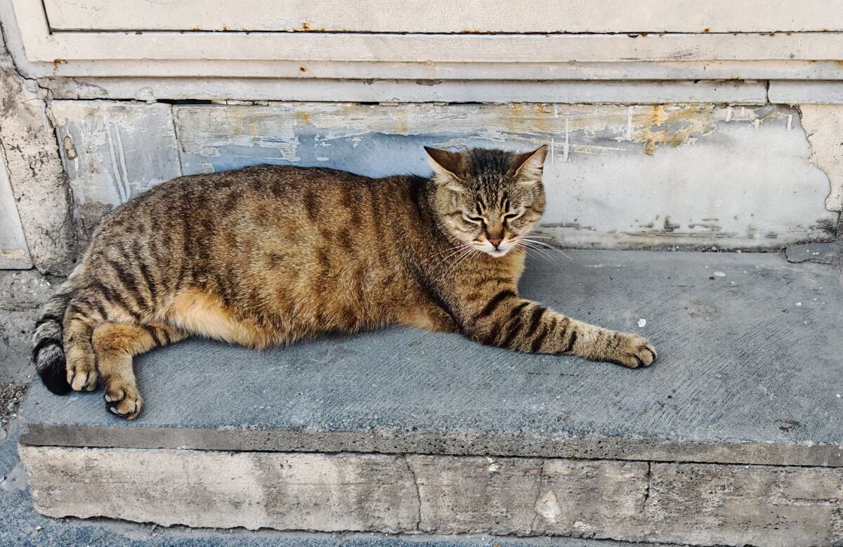 mačka u Istanbulu