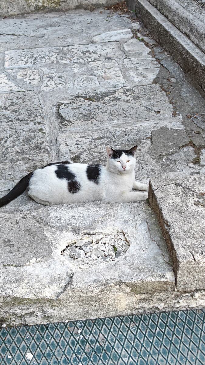mačka u Istanbulu