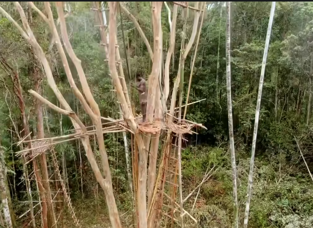 Papua Nova Gvineja, pleme2026-08-25 121056.png