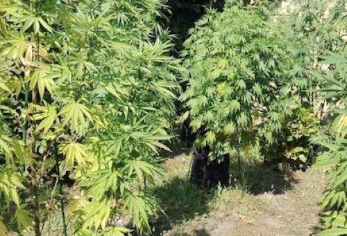 marihuana, Pančevo, droga, plantaža marihuane