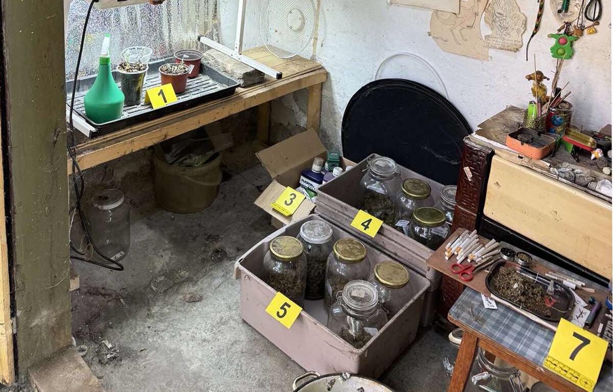 marihuana, Pančevo, droga, plantaža marihuane