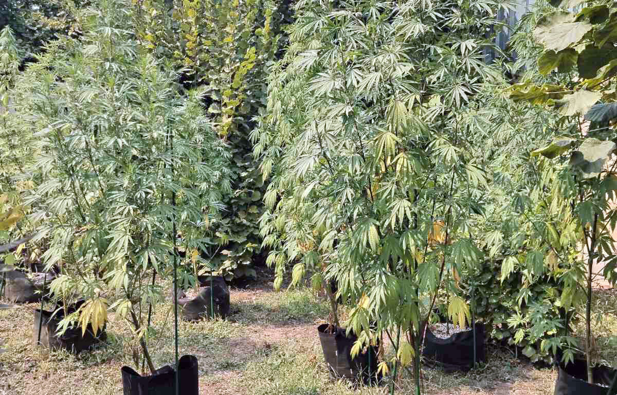 marihuana, Pančevo, droga, plantaža marihuane