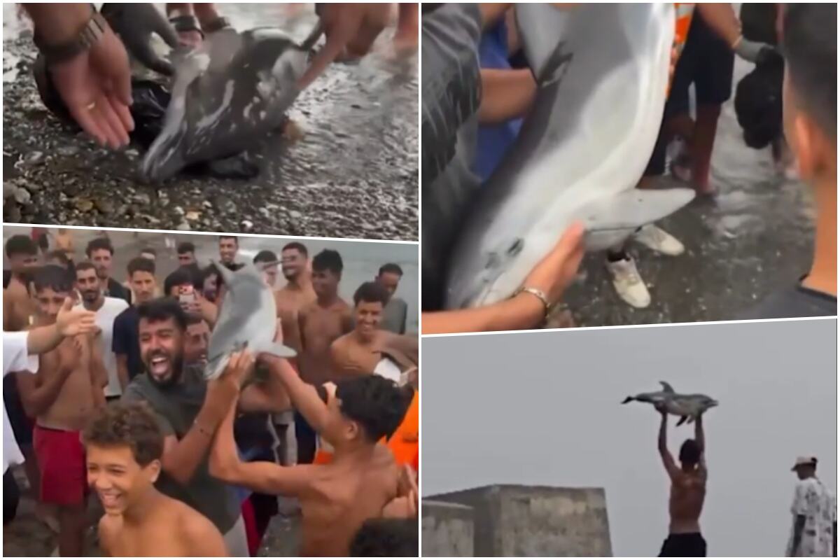 delfin.jpg