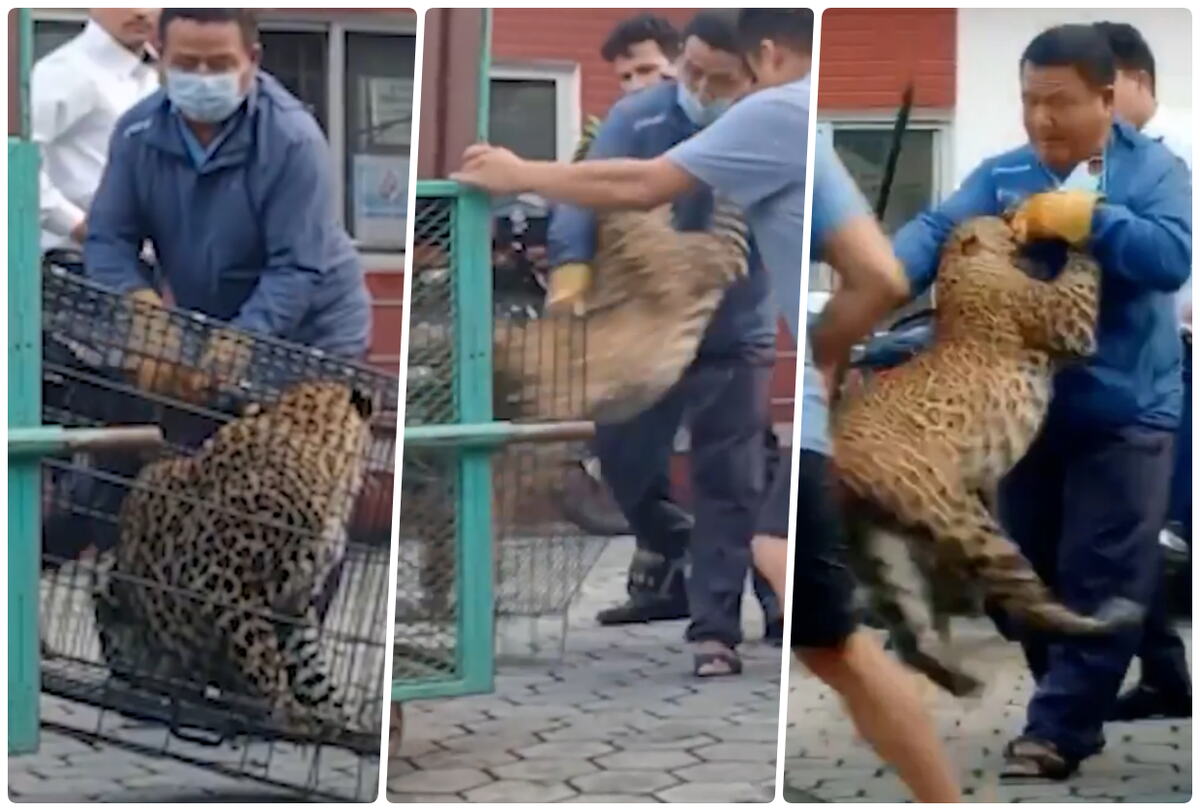 leopard kavez napad na radnika (1).png