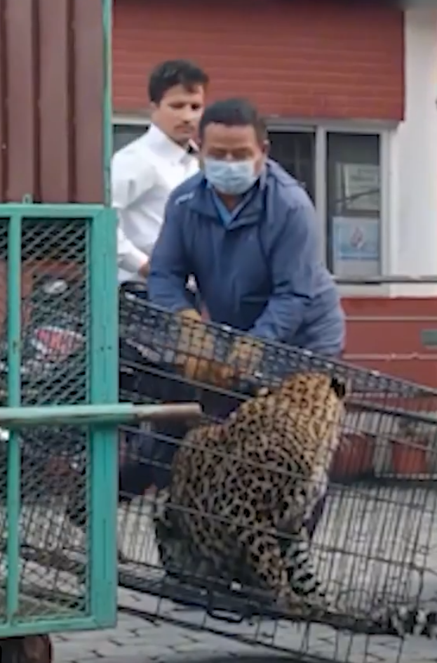 leopard kavez napad na radnika (2).png