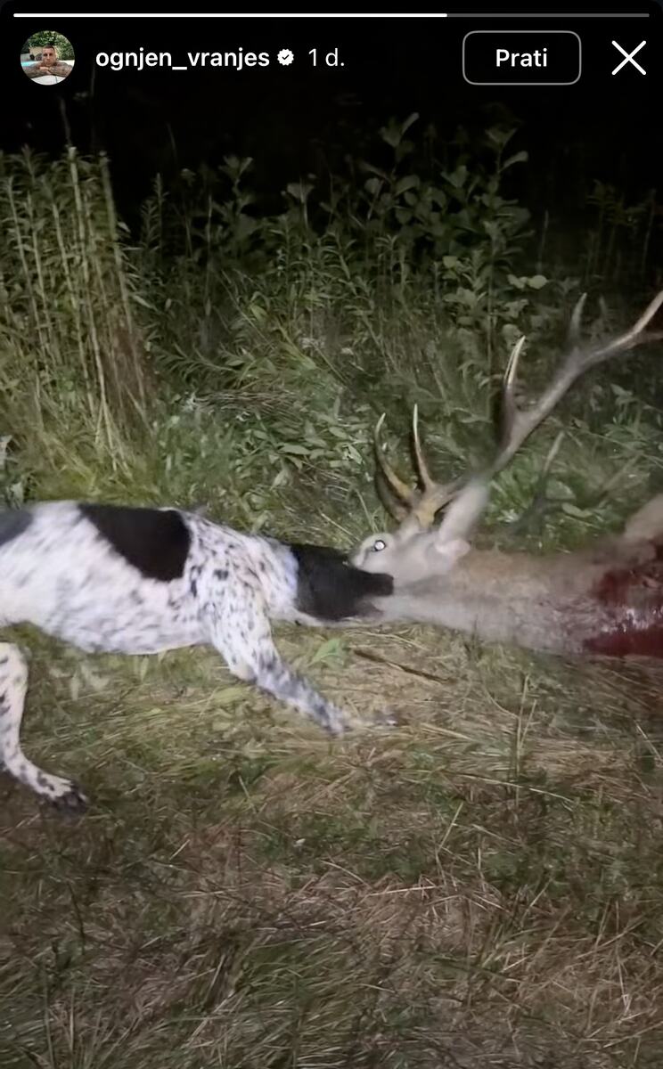 Ognjen Vranješ objavio sliku ubijene životinje