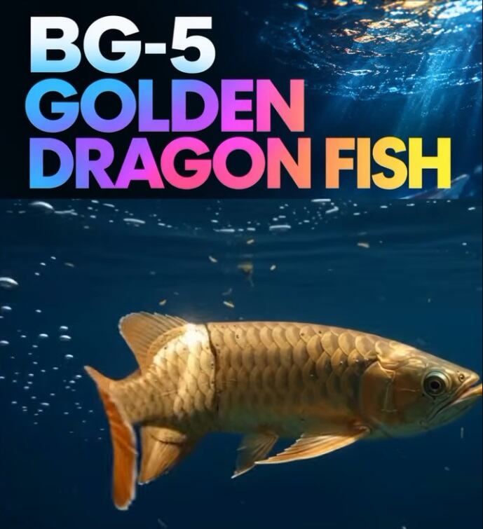 BG-5 Golden Dragon Fish (1).jpg