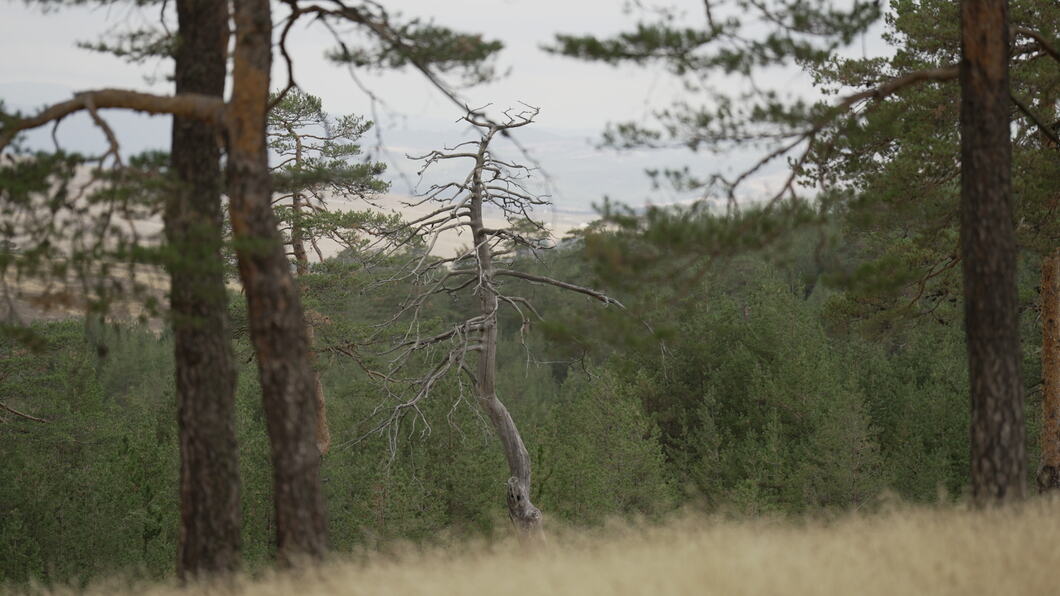 zlatibor-park-prirode-fotorina31.jpg
