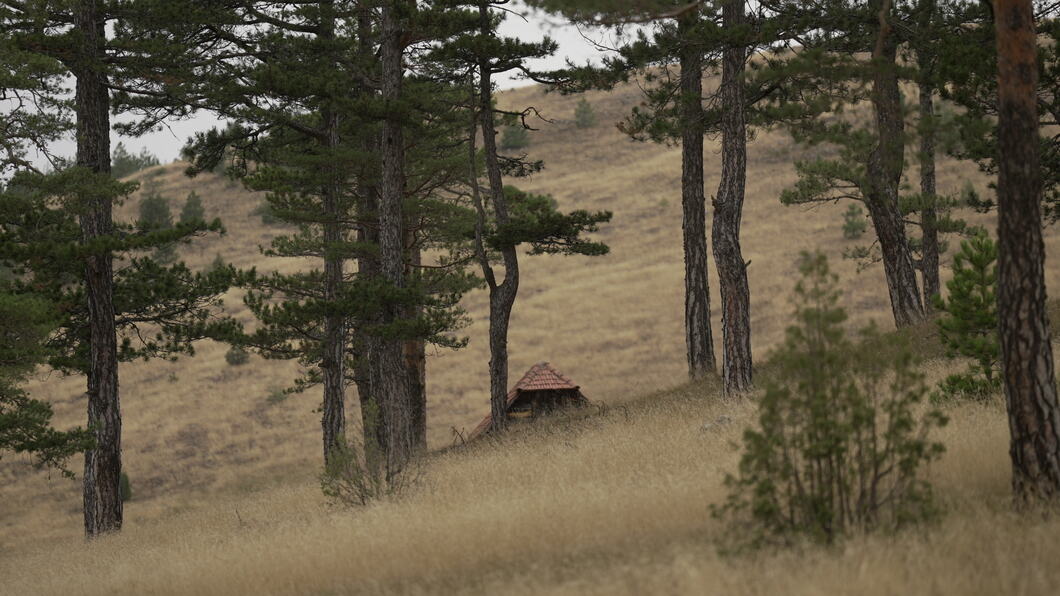 zlatibor-park-prirode-fotorina312.jpg
