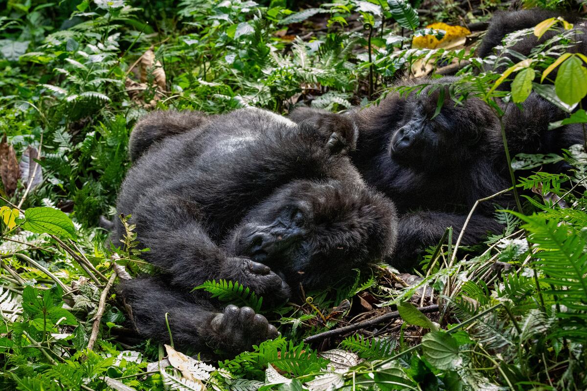 Nacionalni park Bwindi Impenetrable