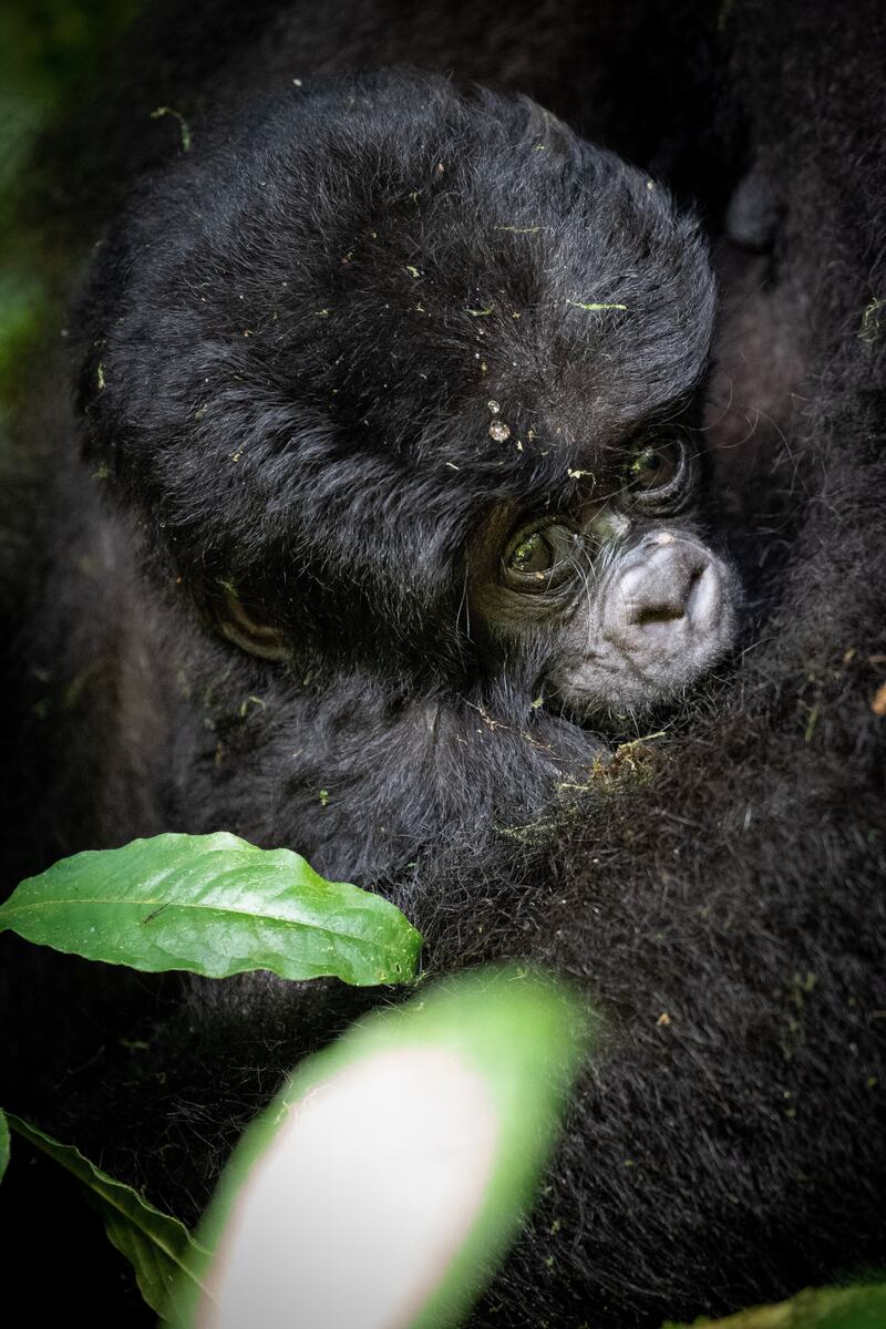 Nacionalni park Bwindi Impenetrable