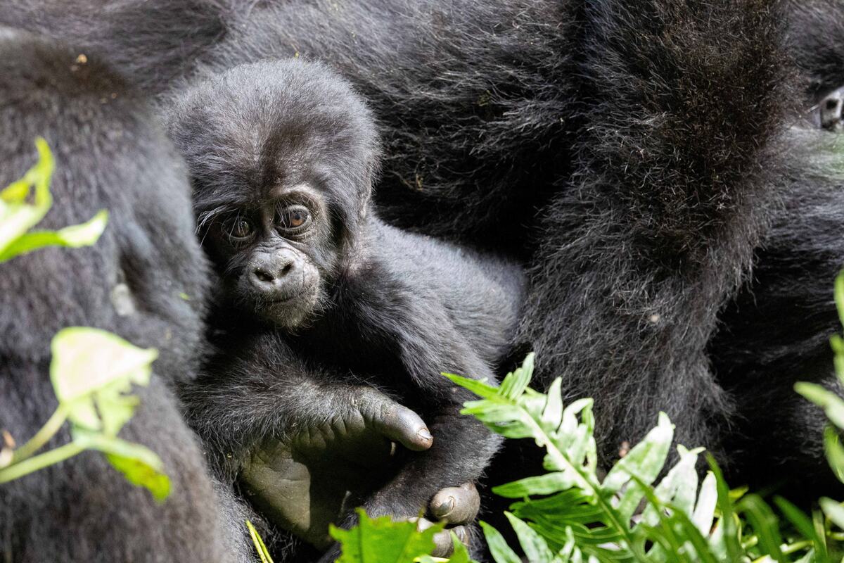 Nacionalni park Bwindi Impenetrable