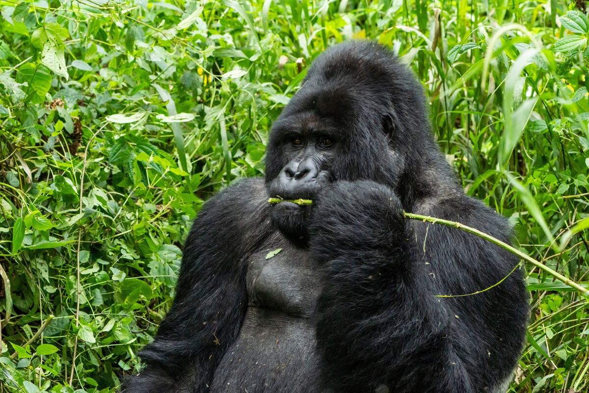 Nacionalni park Bwindi Impenetrable