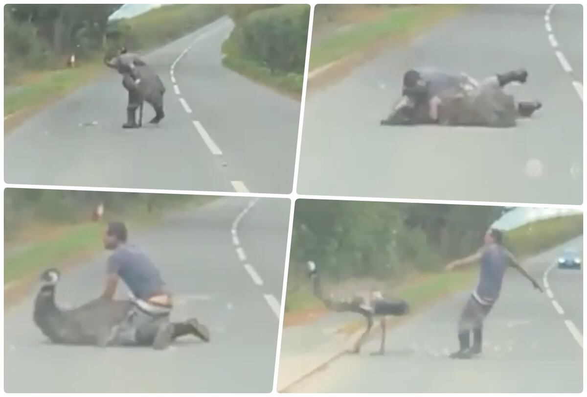 rvanje odbegli emu Velika Britanija.jpg