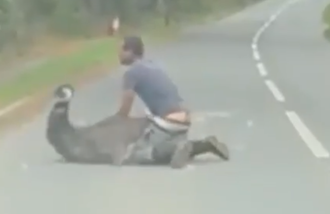 rvanje odbegli emu Velika Britanija (1).png