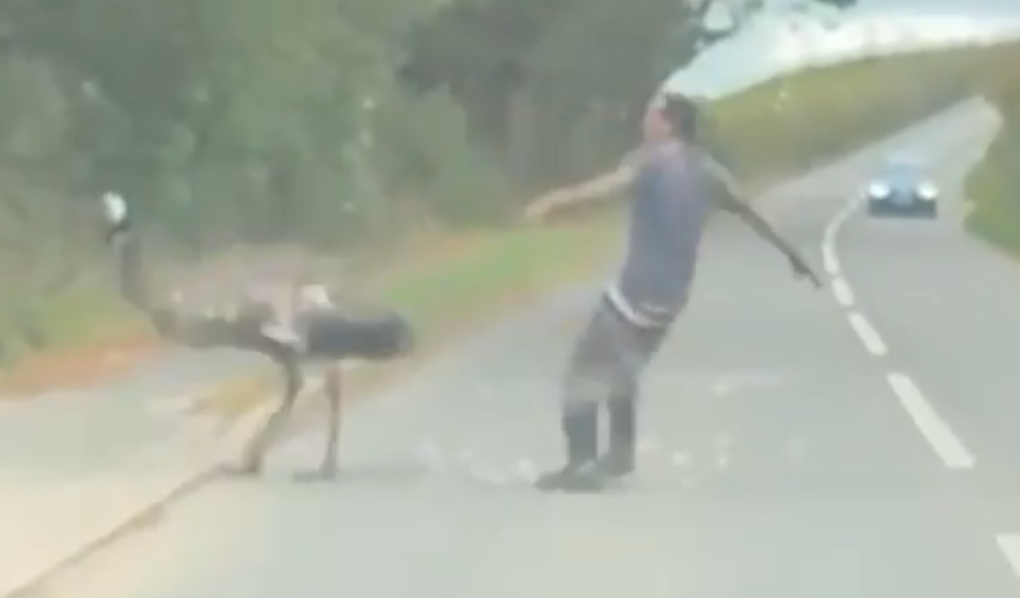 rvanje odbegli emu Velika Britanija (5).png